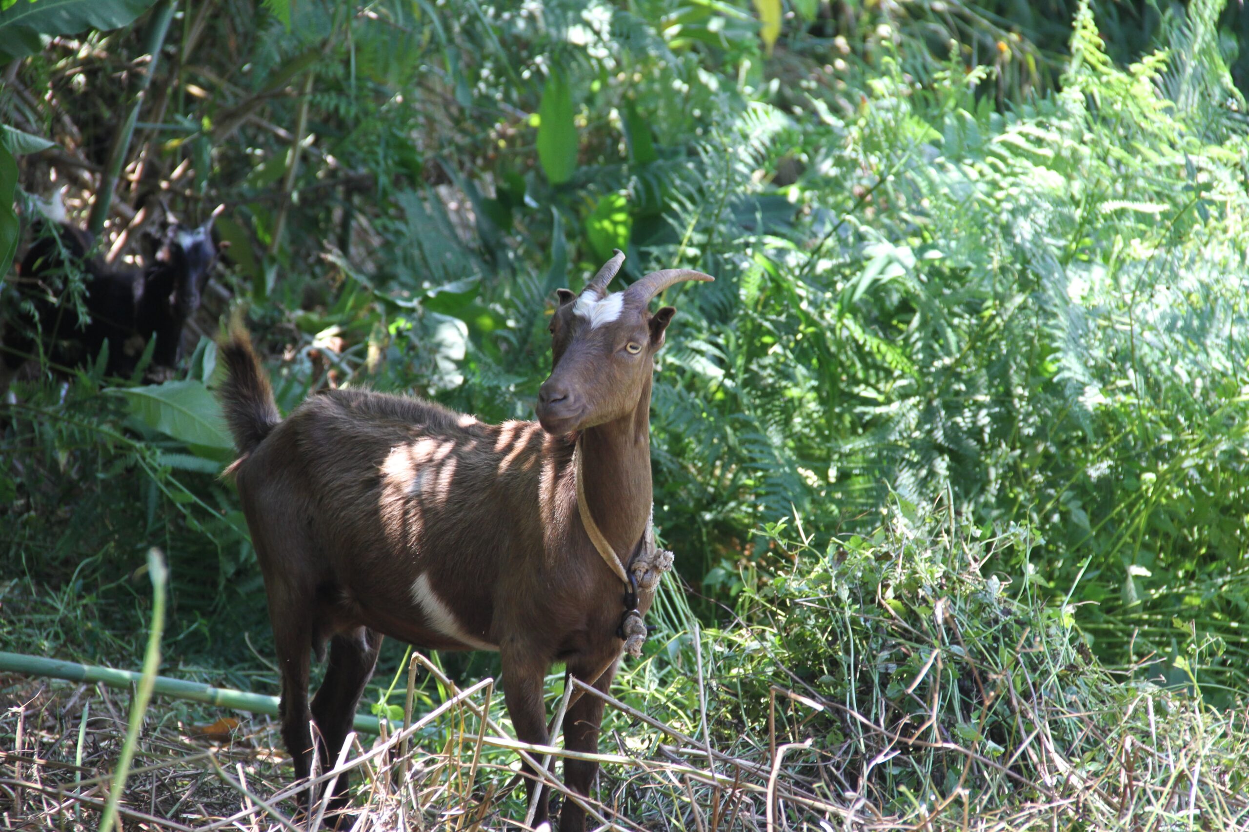 Eine Ziege auf Madeira